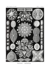Marine Life Black and White Vintage Antique Print