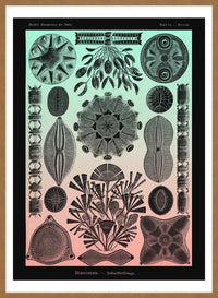 Marine Life Pink and Green Vintage Antique Print