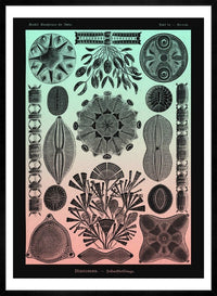 Marine Life Pink and Green Vintage Antique Print