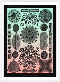 Marine Life Pink and Green Vintage Antique Print