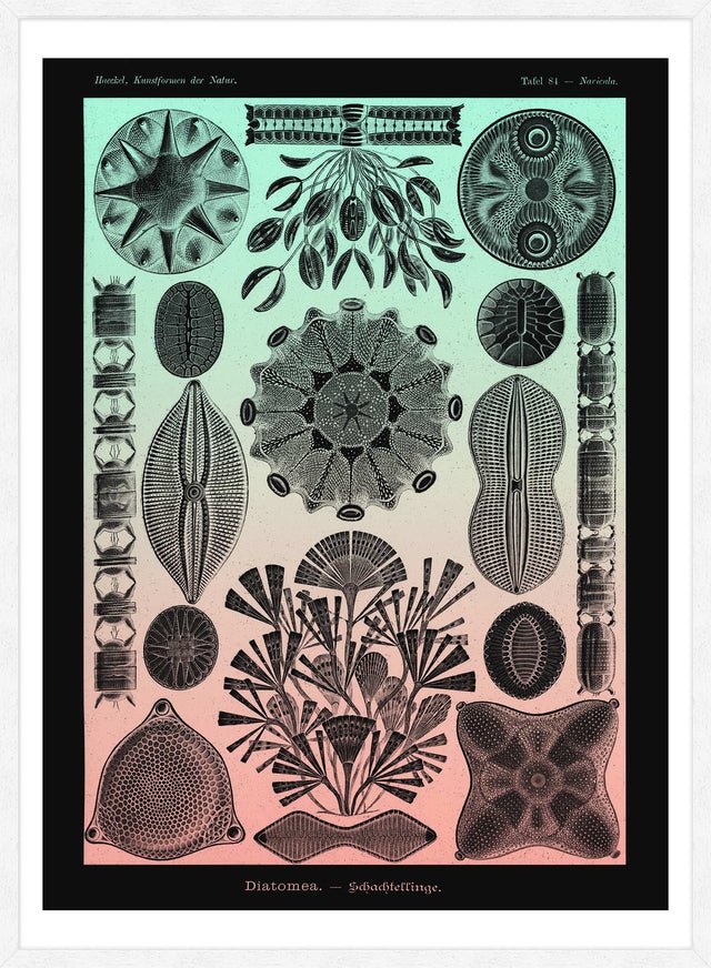 Marine Life Pink and Green Vintage Antique Print