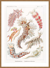 Marine Mollusks Antique Illustration Print