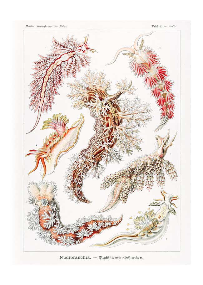 Marine Mollusks Antique Illustration Print