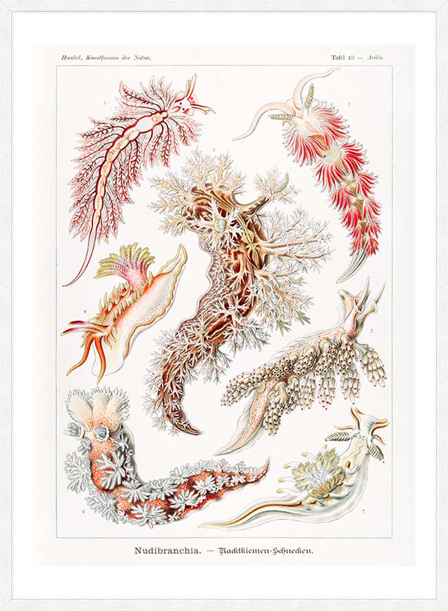 Marine Mollusks Antique Illustration Print