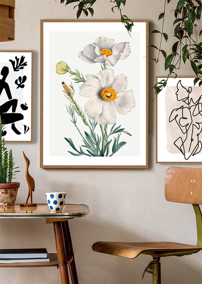 Matilija Poppy Flower Illustration Print