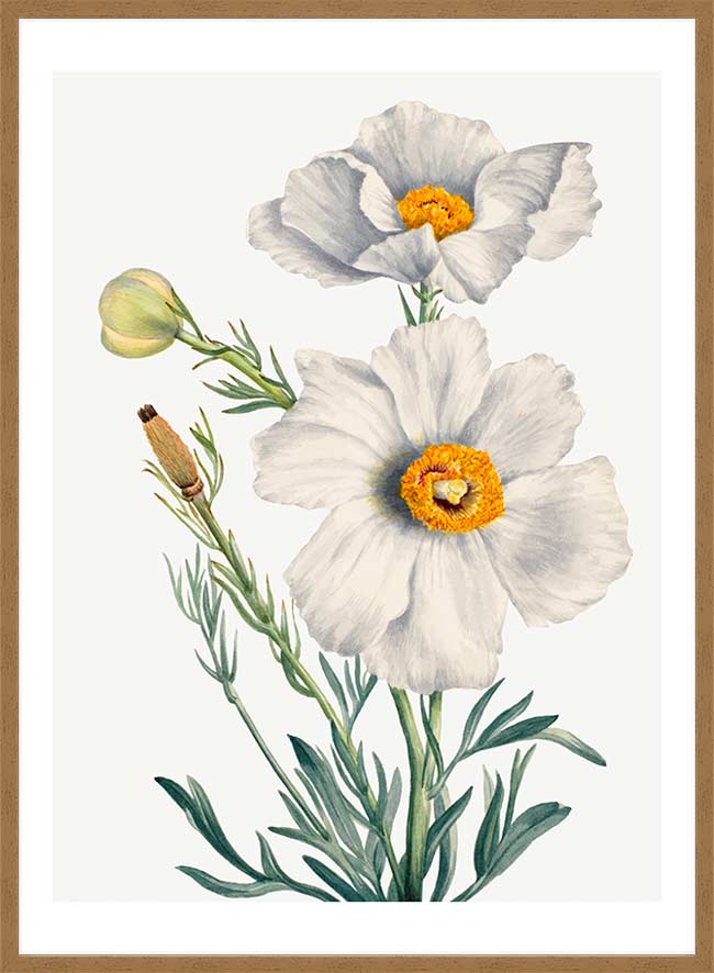 Matilija Poppy Flower Illustration Print