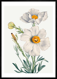 Matilija Poppy Flower Illustration Print