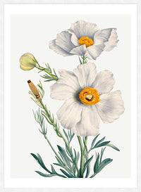 Matilija Poppy Flower Illustration Print