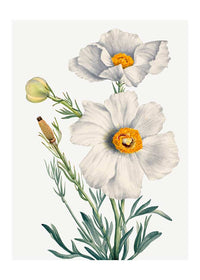 Matilija Poppy Flower Illustration Print