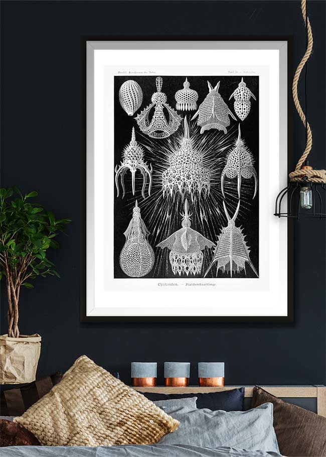 Microorganisms Black and White Illustration Print