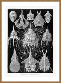 Microorganisms Black and White Illustration Print