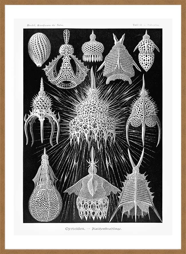 Microorganisms Black and White Illustration Print