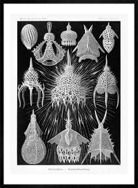 Microorganisms Black and White Illustration Print