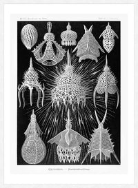 Microorganisms Black and White Illustration Print