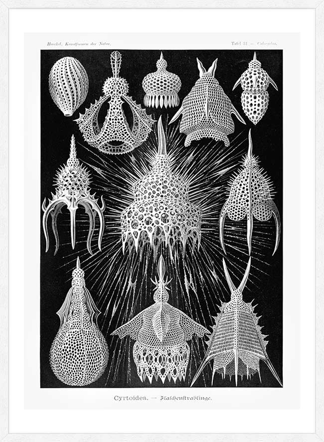 Microorganisms Black and White Illustration Print