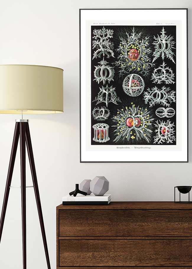 Microorganisms Illustration Print 3