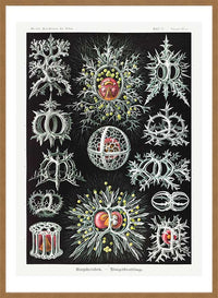 Microorganisms Illustration Print 3