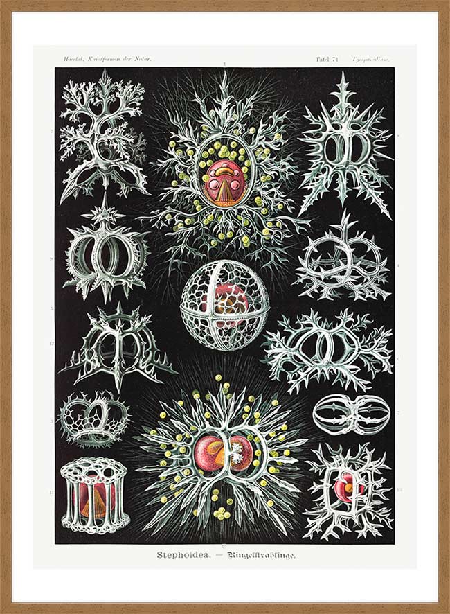 Microorganisms Illustration Print 3