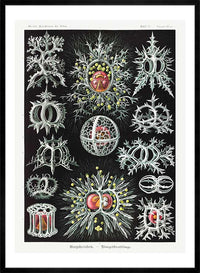 Microorganisms Illustration Print 3