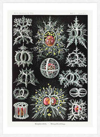 Microorganisms Illustration Print 3