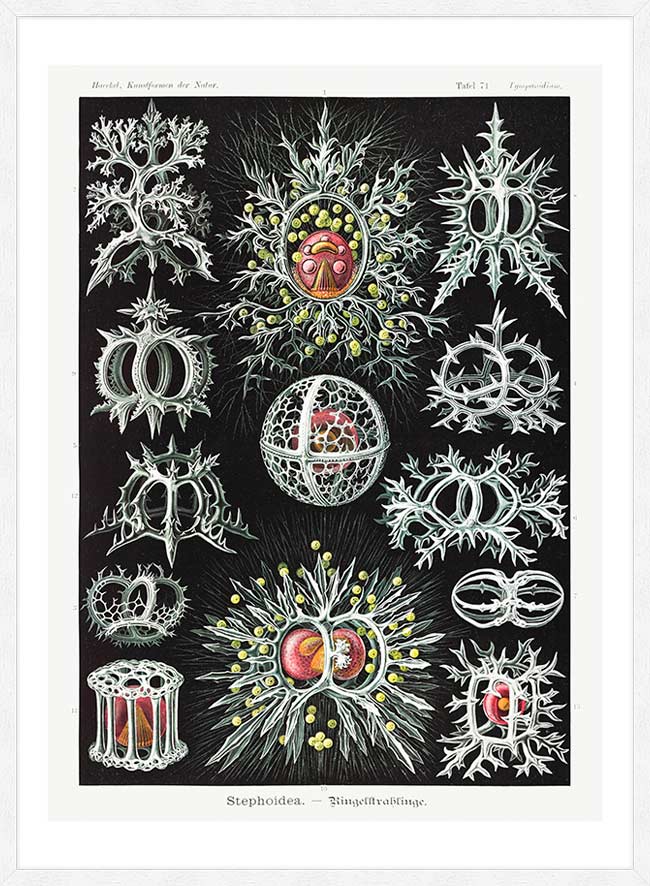 Microorganisms Illustration Print 3