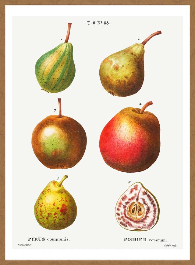 Mixed Pears Vintage Antique Print