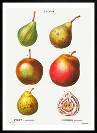 Mixed Pears Vintage Antique Print