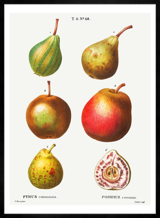 Mixed Pears Vintage Antique Print