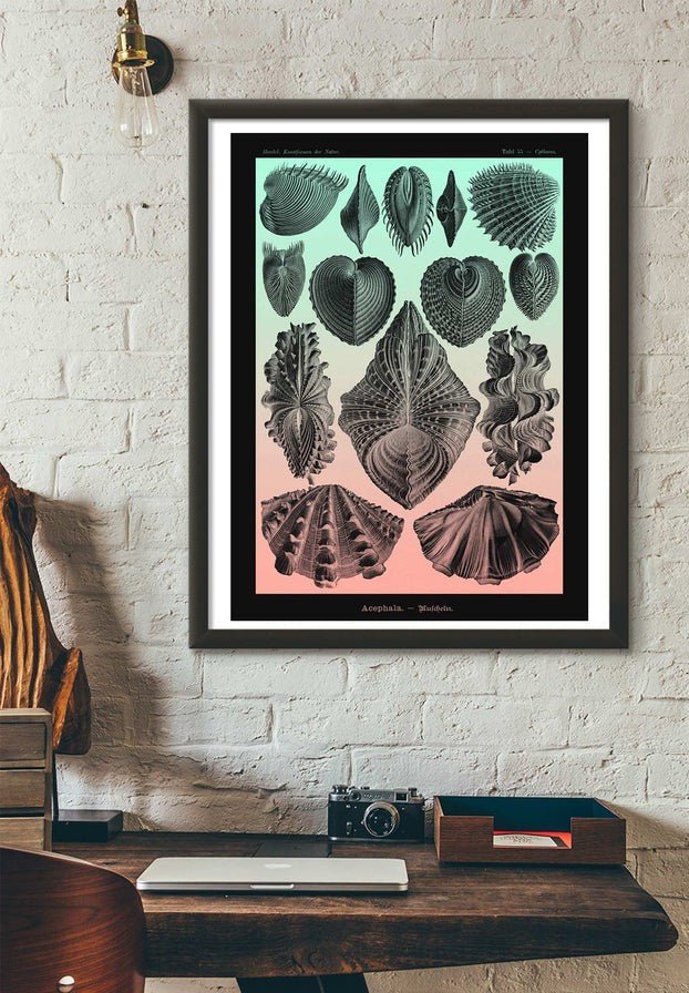 Mollusk Sea Shells Green and Pink Vintage Antique Print