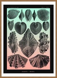 Mollusk Sea Shells Green and Pink Vintage Antique Print