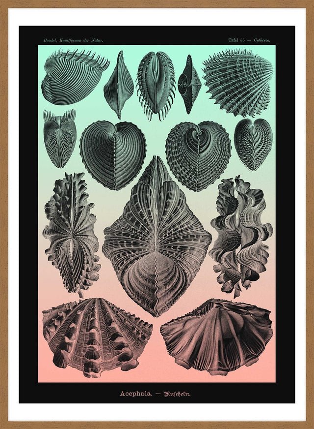 Mollusk Sea Shells Green and Pink Vintage Antique Print