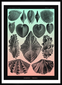 Mollusk Sea Shells Green and Pink Vintage Antique Print