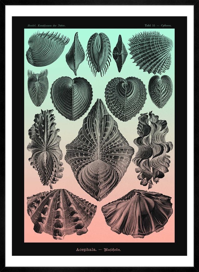 Mollusk Sea Shells Green and Pink Vintage Antique Print