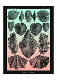 Mollusk Sea Shells Green and Pink Vintage Antique Print