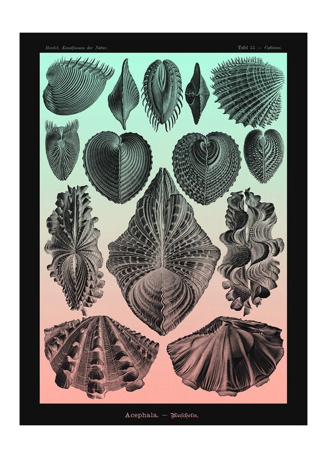 Mollusk Sea Shells Green and Pink Vintage Antique Print