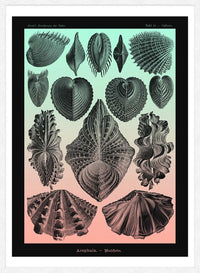 Mollusk Sea Shells Green and Pink Vintage Antique Print
