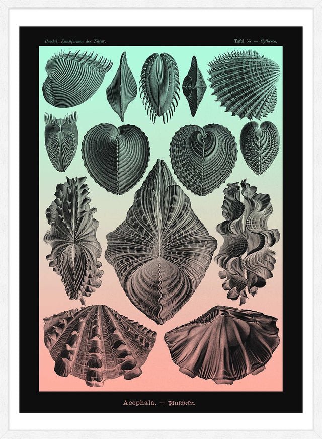 Mollusk Sea Shells Green and Pink Vintage Antique Print
