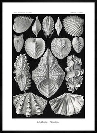 Mollusk Sea Shells Vintage Antique Print