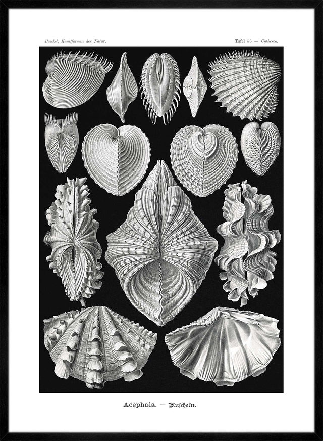 Mollusk Sea Shells Vintage Antique Print