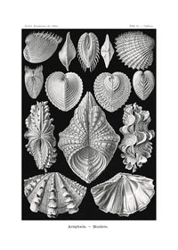 Mollusk Sea Shells Vintage Antique Print
