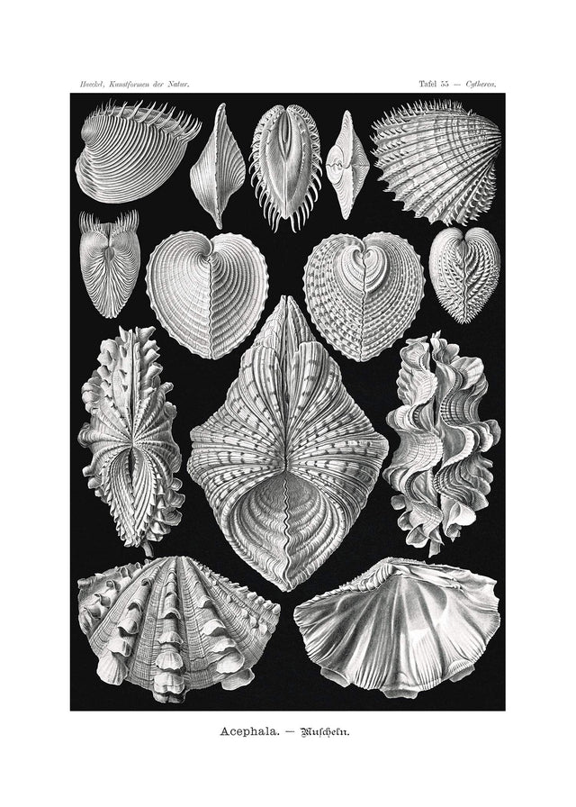 Mollusk Sea Shells Vintage Antique Print