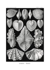 Mollusk Sea Shells Vintage Antique Print
