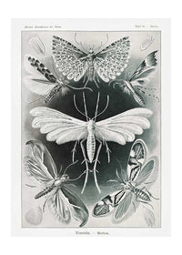 Moths Black & White Illustration Gothic Print