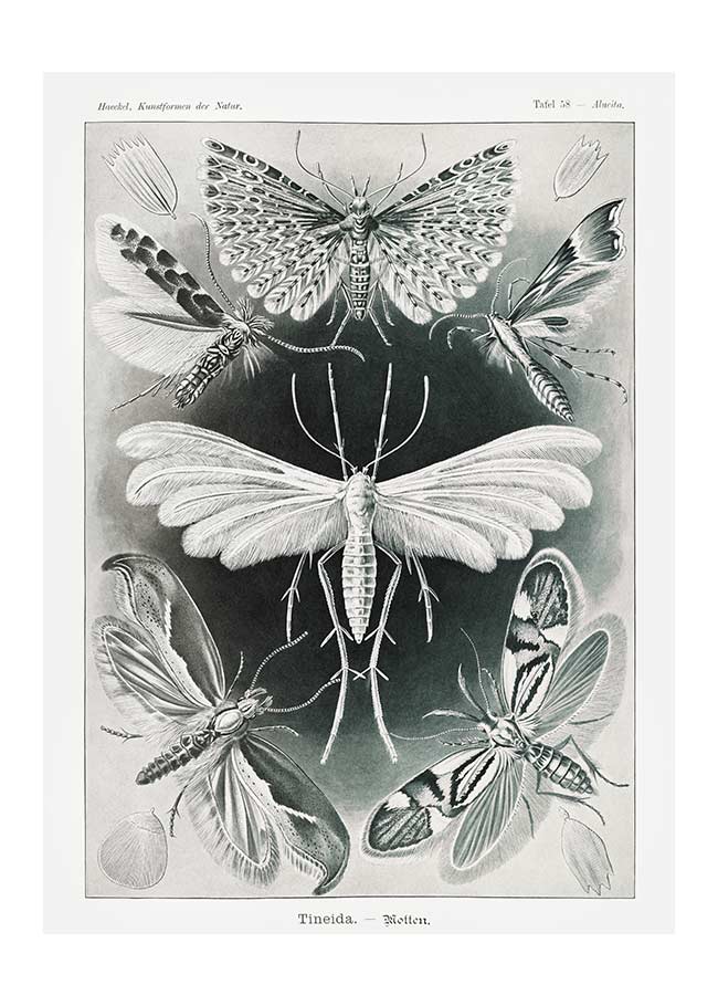 Moths Black & White Illustration Gothic Print
