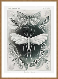 Moths Black & White Illustration Gothic Print