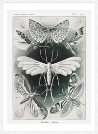 Moths Black & White Illustration Gothic Print