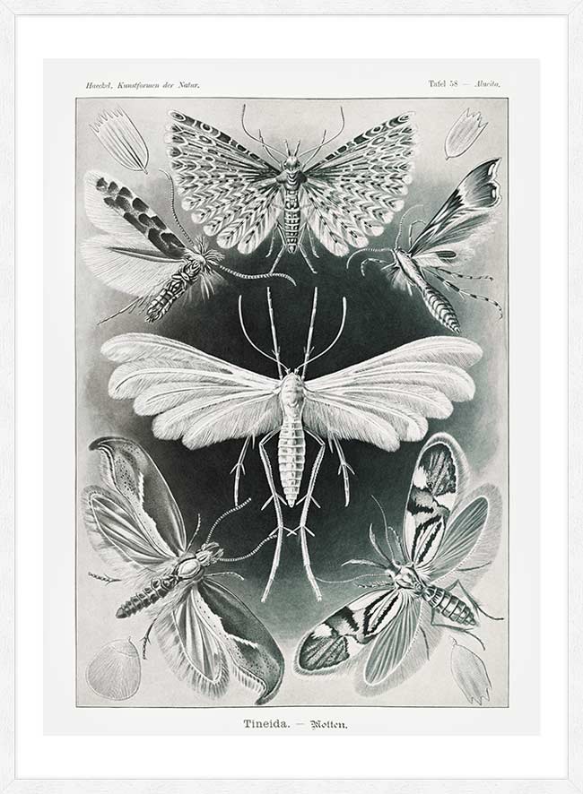 Moths Black & White Illustration Gothic Print