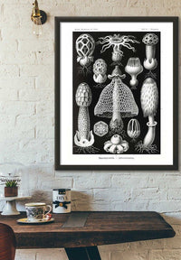 Mushrooms Diagram Black and White Vintage Antique Print