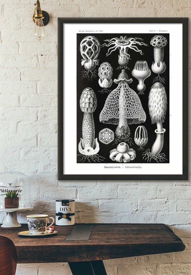 Mushrooms Diagram Black and White Vintage Antique Print