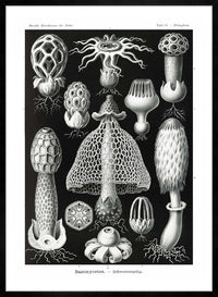 Mushrooms Diagram Black and White Vintage Antique Print